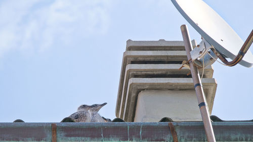 Seagulls on the roof of a house.