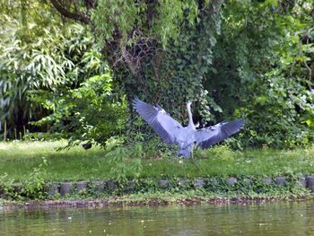 Bird flying over lake