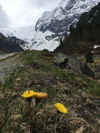 Yellow flowering plants on snow covered field against sky