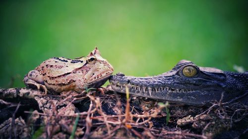 Close-up of a lizard