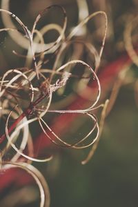 Close-up of plant growing outdoors