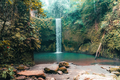 Scenic view of waterfall in forest