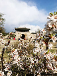 Cherry blossoms against sky