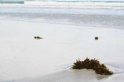 High angle view of seaweed at beach