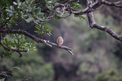 Bird perching on a tree