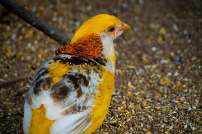 Close-up of a bird