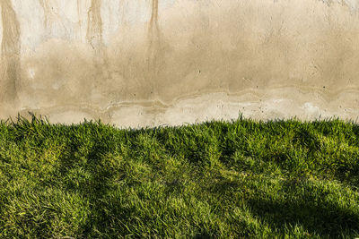 Plants growing on land