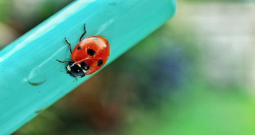 Close-up of ladybug on leaf