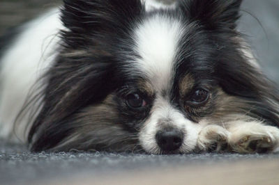 Close-up portrait of a dog