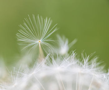 Close-up of dandelion