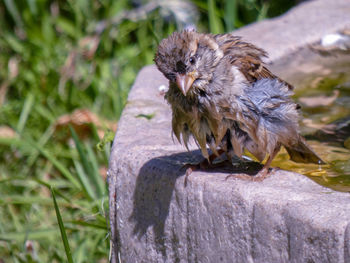 Close-up of a sparrow bathing in water feature 