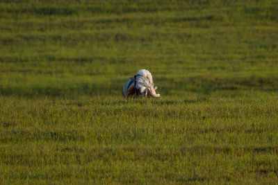 View of man on grassy field