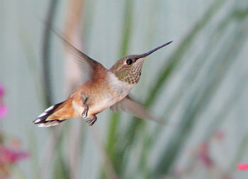 Close-up of a bird flying