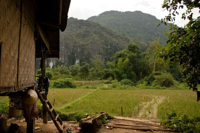 View of a horse on field