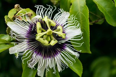 Close-up of purple flowering plant