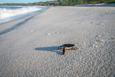 High angle view of crab on sand