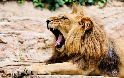 Lion yawning while resting on field