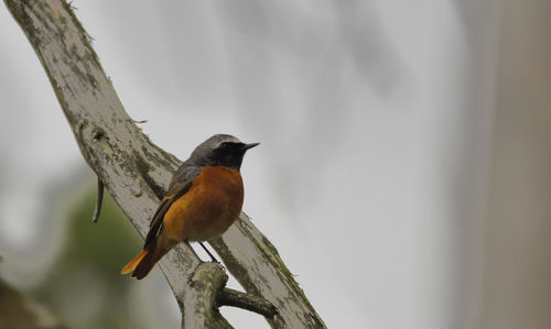 Close-up of bird perching on tree