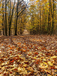 Sunlight falling on autumn leaves in forest