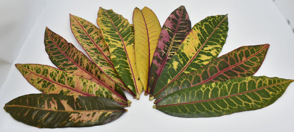 Close-up of leaves against white background