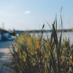 Close-up of plants against sea