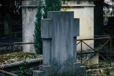 Plants growing at cemetery