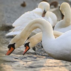 View of swan in lake