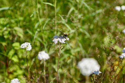 Close-up of insect on white flowering plant