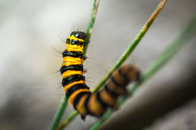 Close-up of caterpillar on leaf
