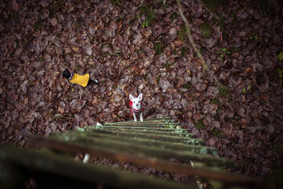 Birds eye view of two chihuahua dogs looking up ladder on forrest leaf