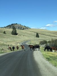 Panoramic view of people walking on road amidst field against sky