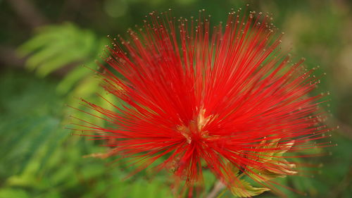 Close-up of pink flower