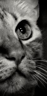 Close-up portrait of cat