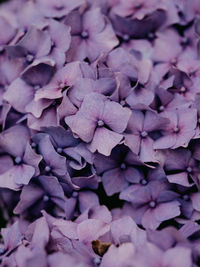 Full frame shot of pink hydrangea flowers