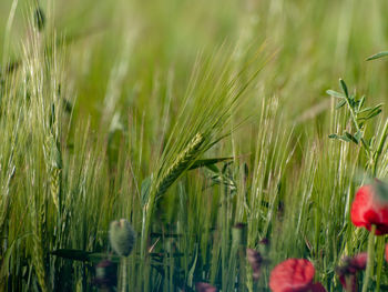 Close-up of crops growing on field