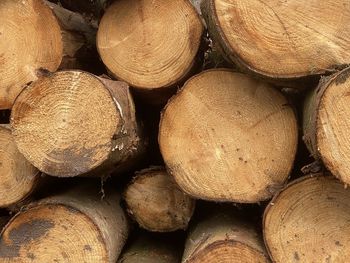 Full frame shot of logs in forest