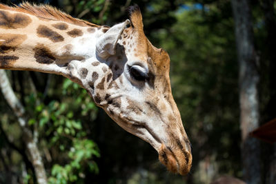 Close-up of a giraffe