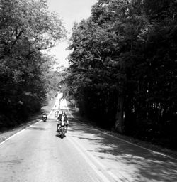 Car on road amidst trees