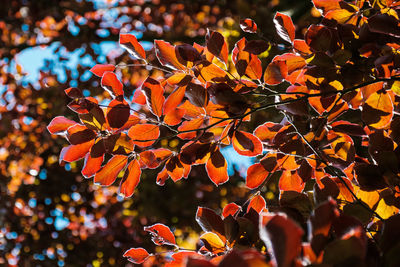 Close-up of orange leaves on tree during autumn