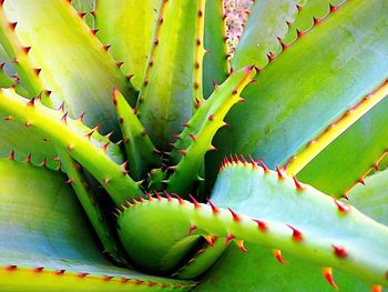 Close-up of cactus plant