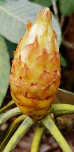 Close-up of fruit on plant