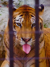 Close-up portrait of cat