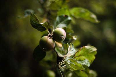 Close-up of berries growing on tree