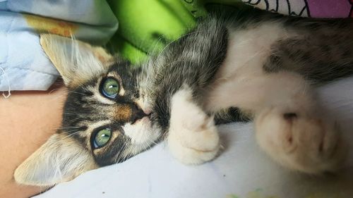 Close-up of cat relaxing