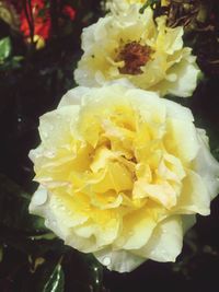 Close-up of yellow rose blooming outdoors