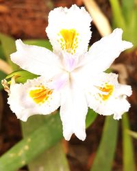 Close-up of white flower