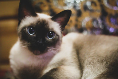 Close-up portrait of a cat