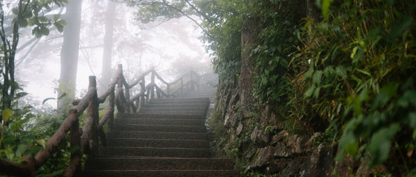 Footpath amidst trees in forest