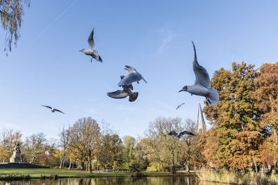 Low angle view of birds flying