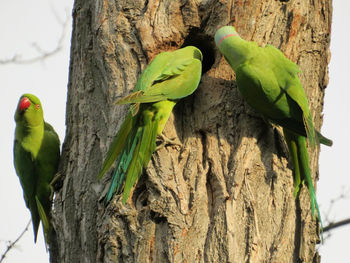 Close-up of parrot perching on tree trunk